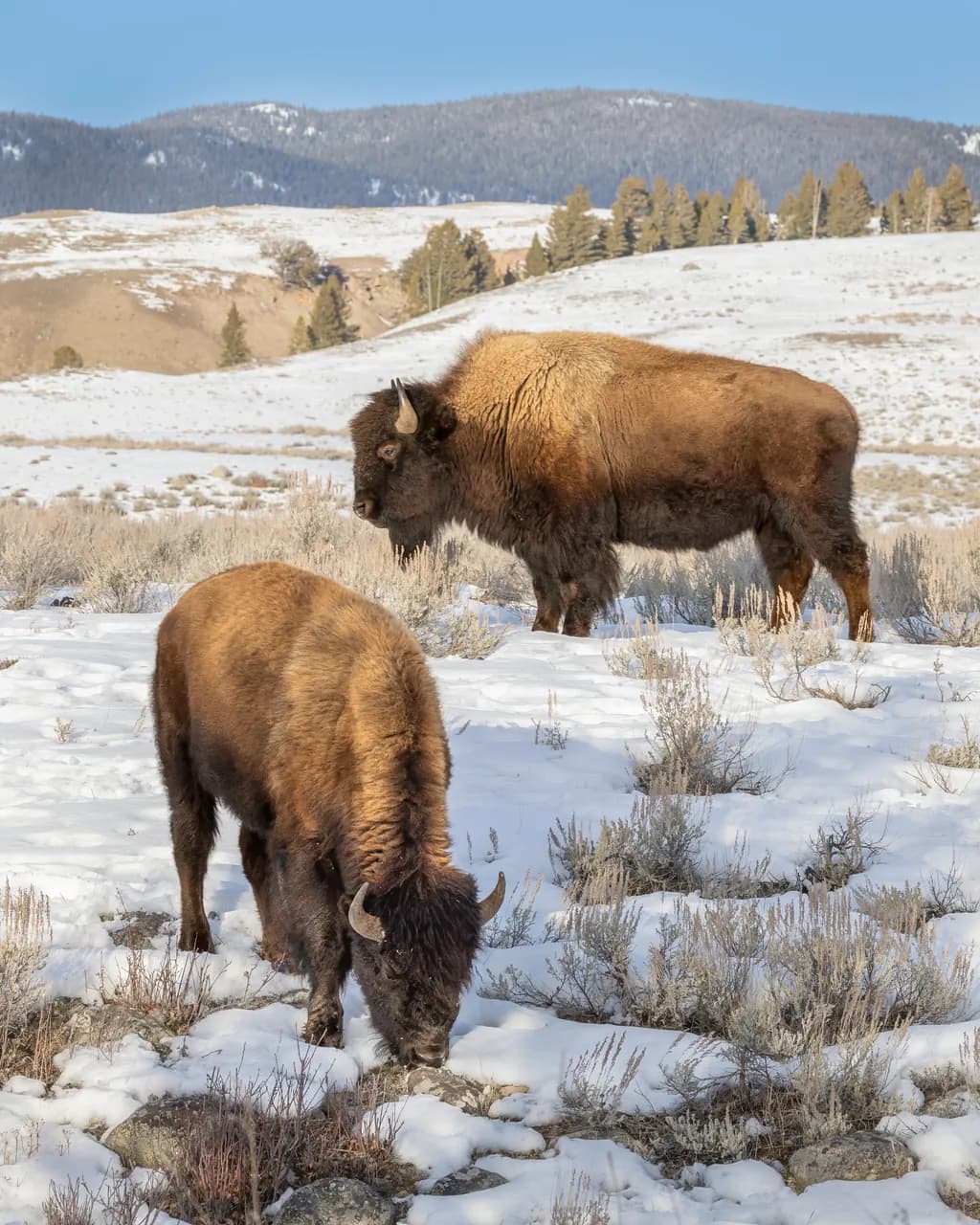 Winter Grazing 