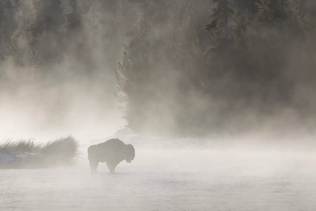 Mistbound Bison