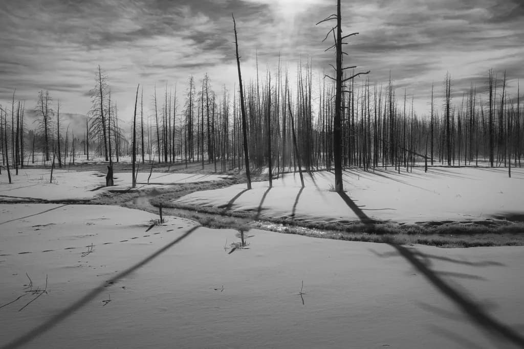Winter's Shadows