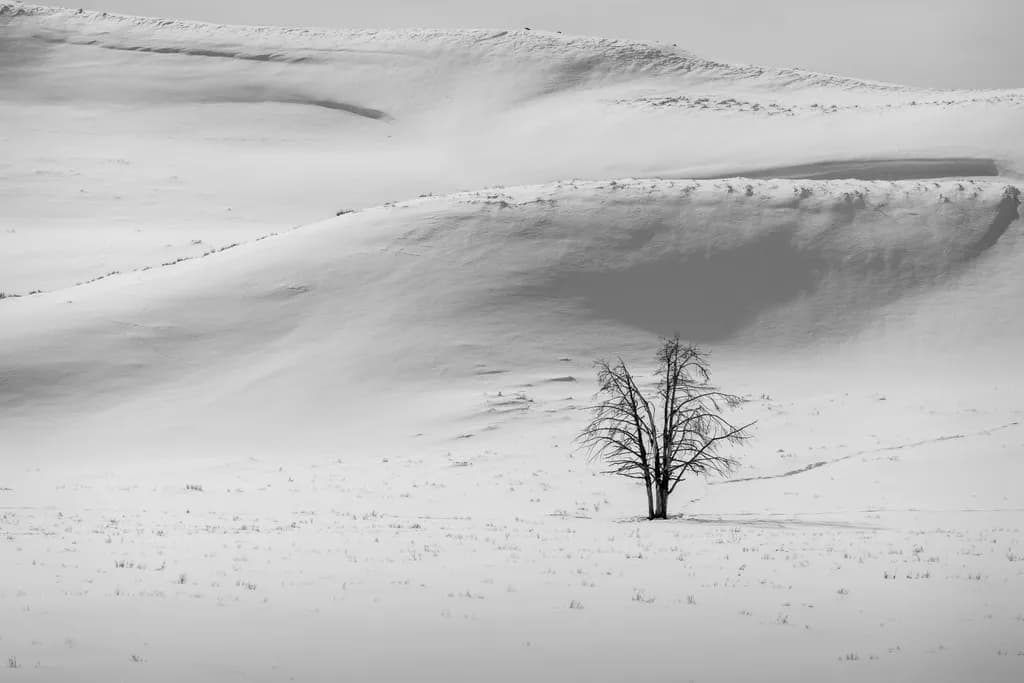 Winter Sentinel