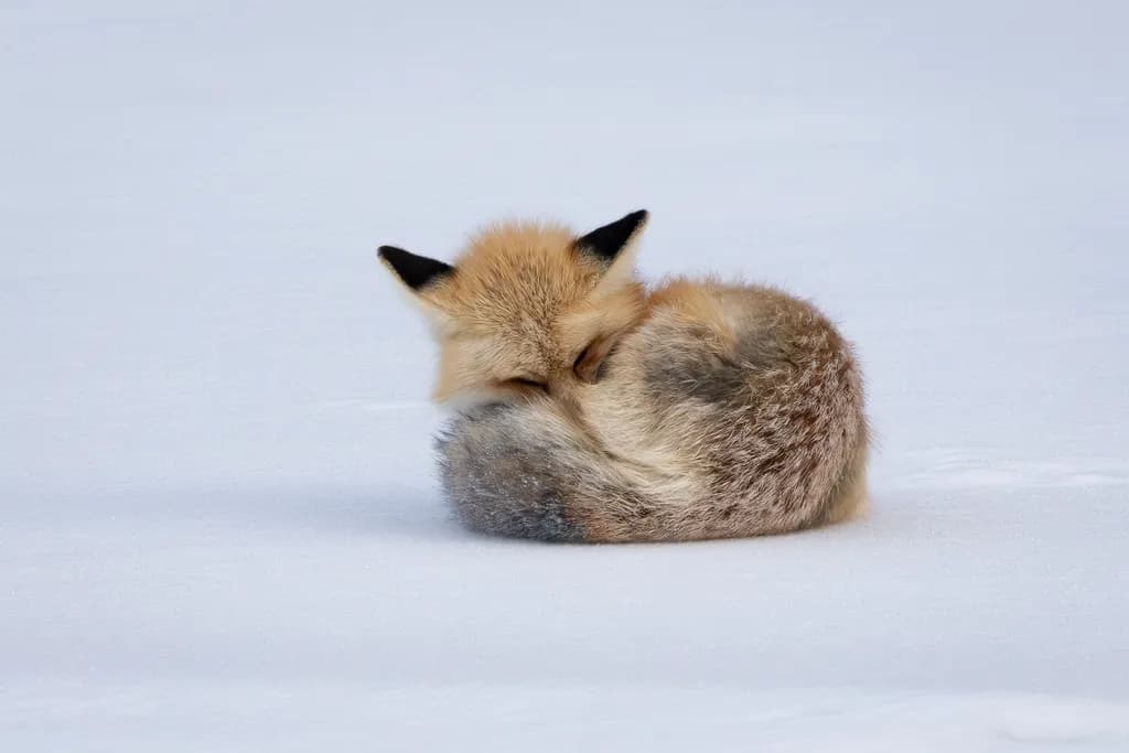 Curled Winter Fox