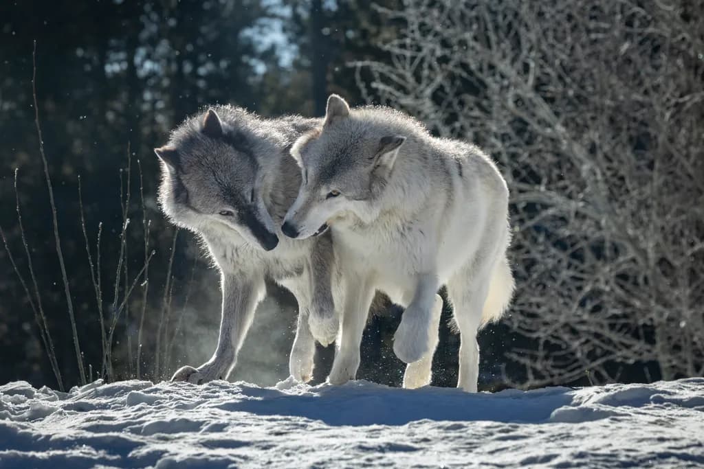 Winter Wolf Connection