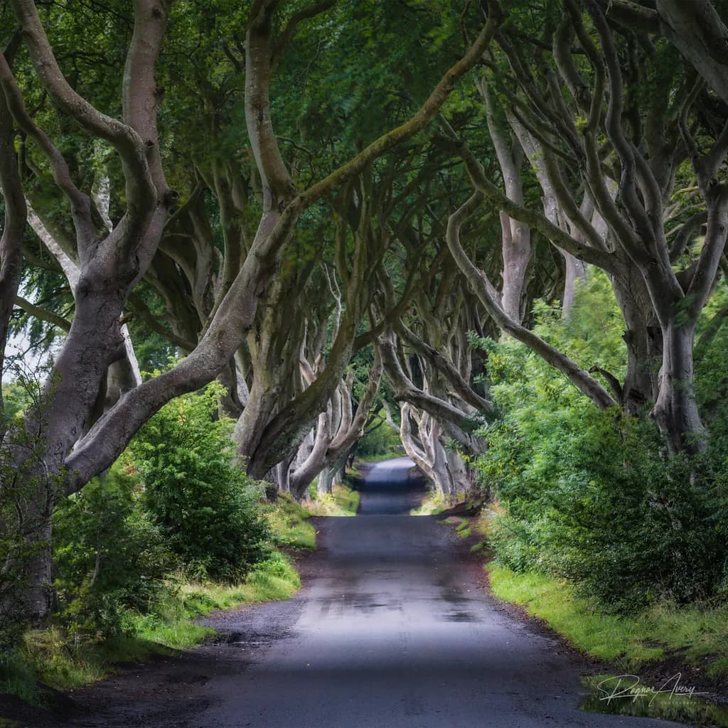 Tree-Lined Road Passage