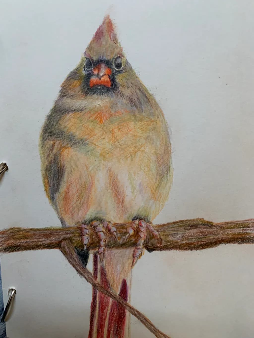 A Cardinal’s Comfort