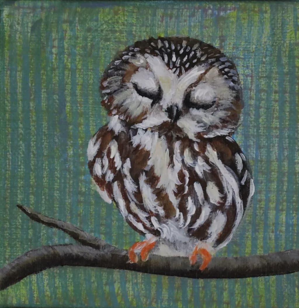 Little Owl