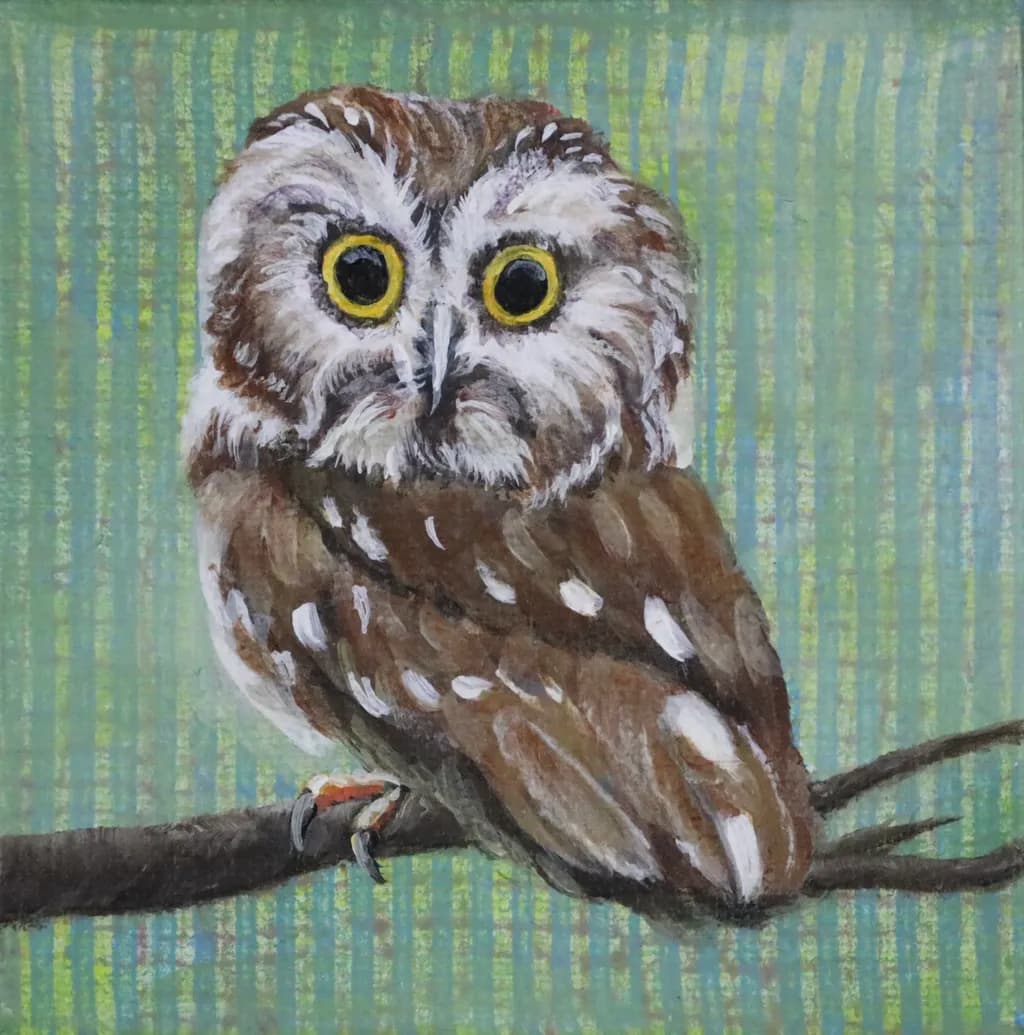 Little Owl