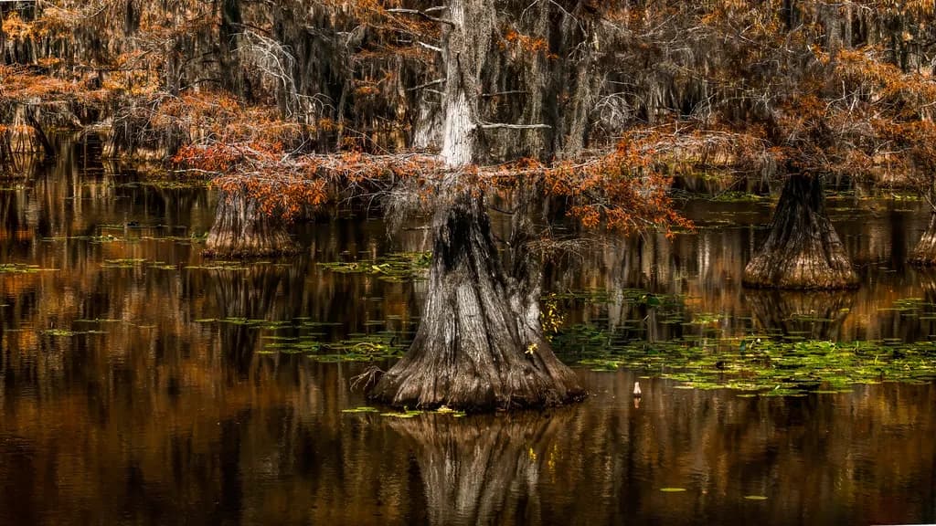 The Angels Tree