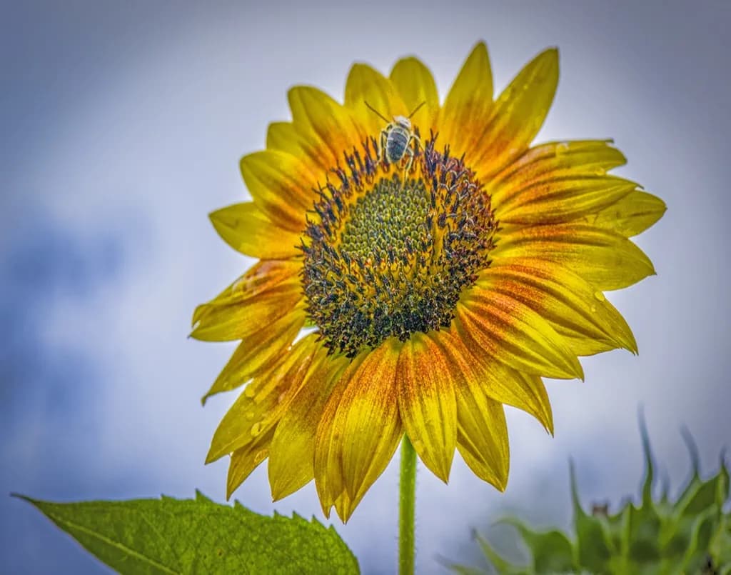 Sunlit Gathering