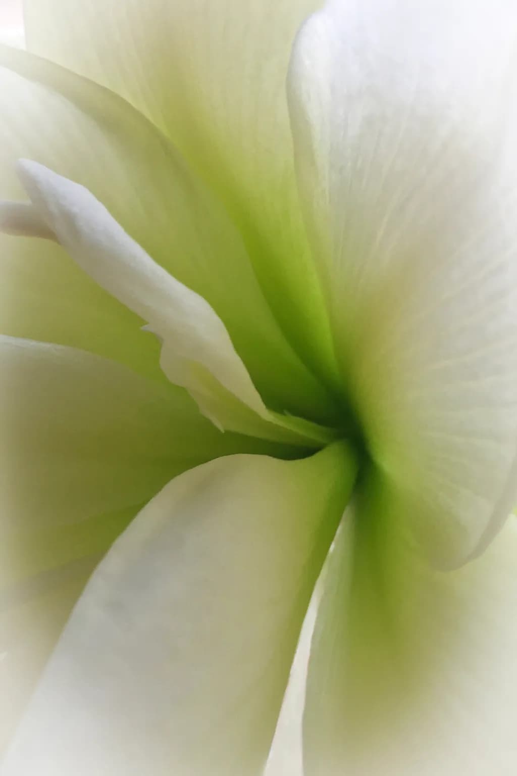 Amaryllis Embrace