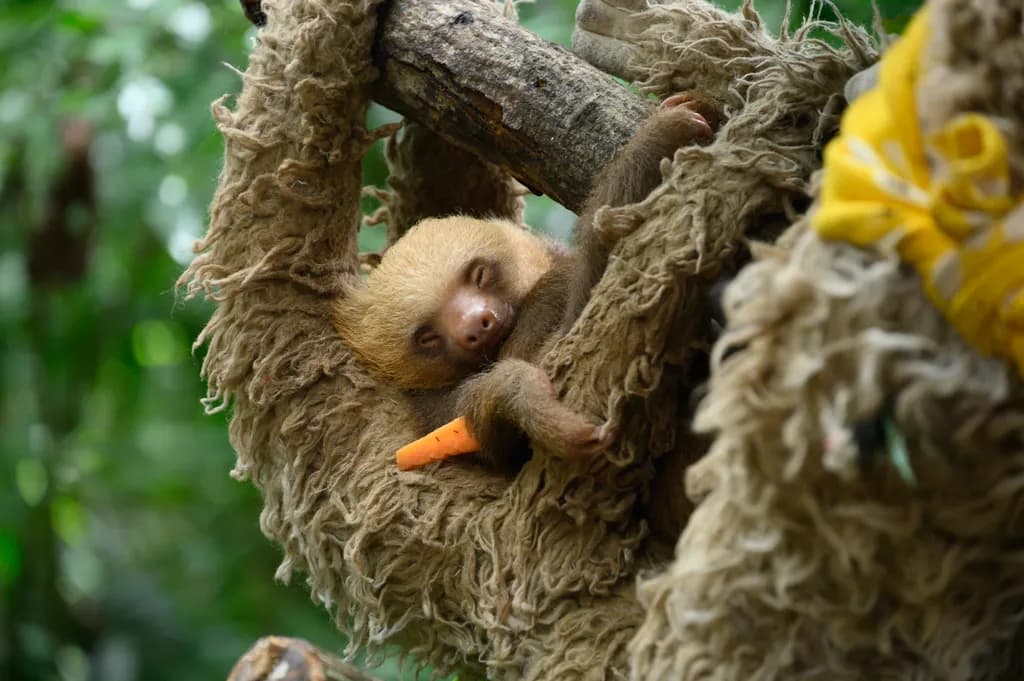 Slothful Serenity: A Cozy Moment in Nature's Embrace