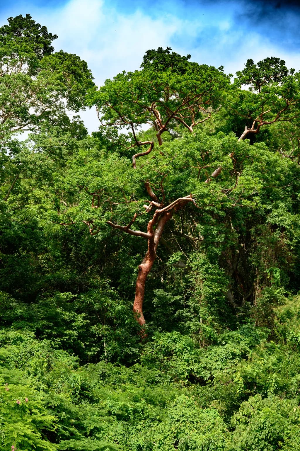 Whispers of the Wild: A Lush Embrace of Nature's Majesty
