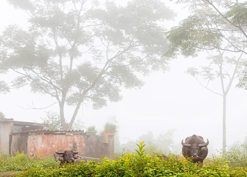 Morning Vigil in Dan Vong