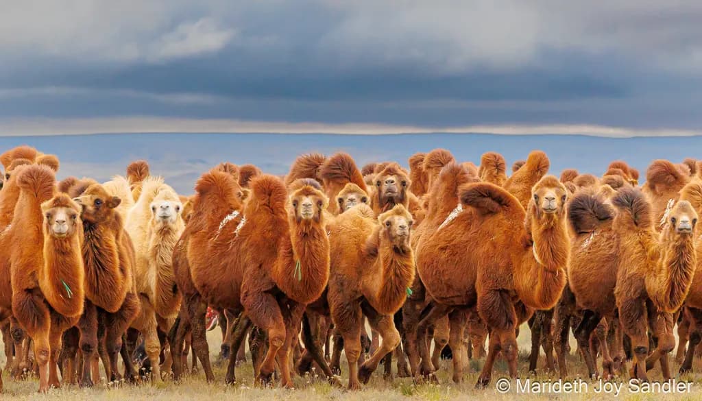 Gathering of the Bactrians