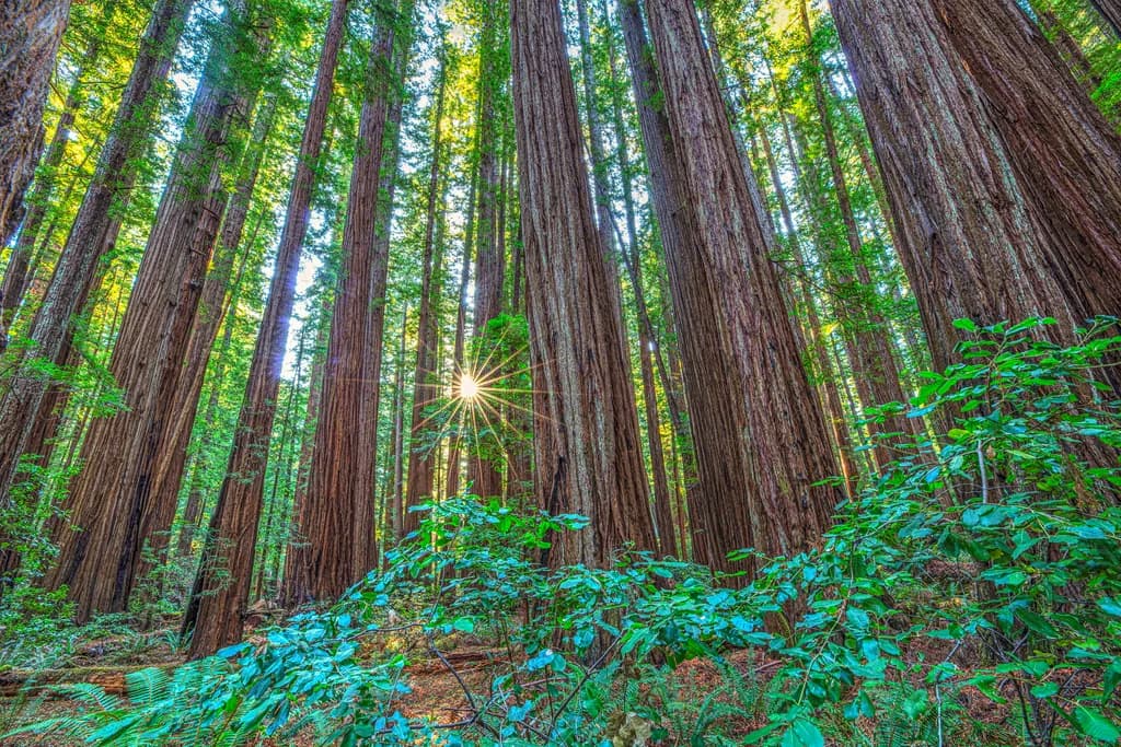 Sunlit Forest