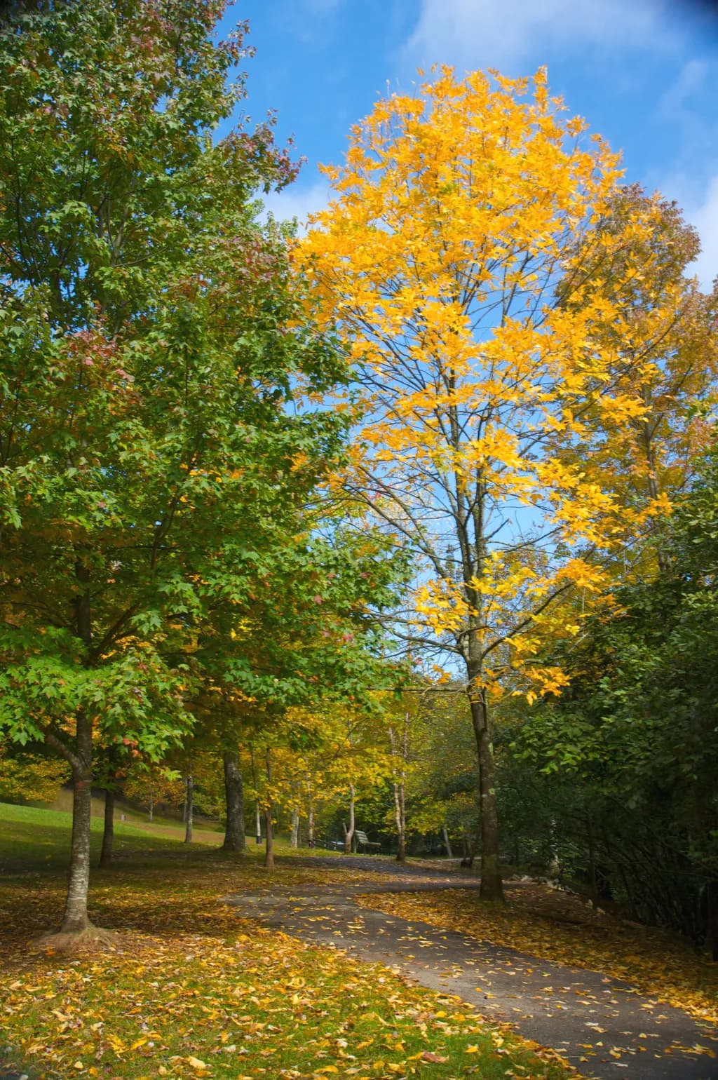 Autumn Trees Path
