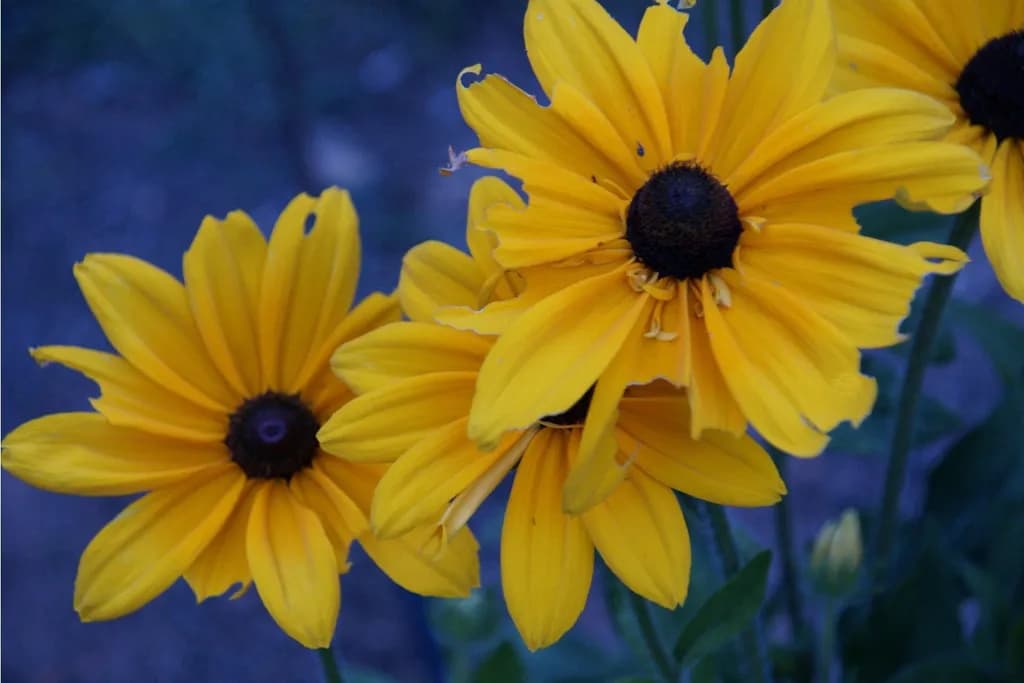 Golden Blooms