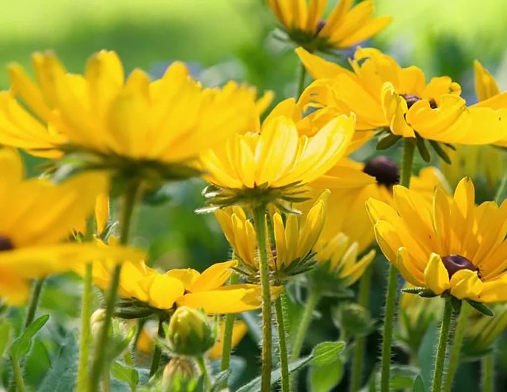 Golden Blossoms