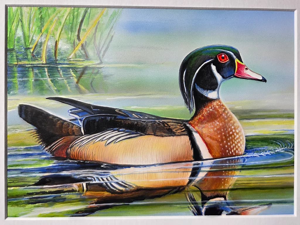 Serene Reflections: A Vibrant Portrait of a Wood Duck in Tranquil Waters