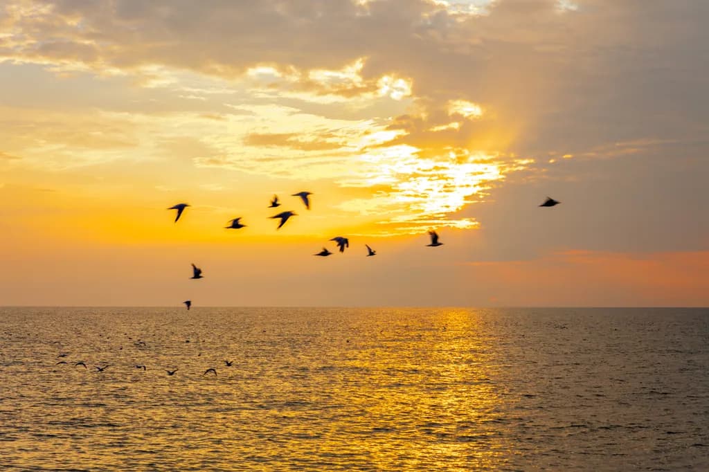 Sunset Flight