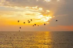 Sunset Flight