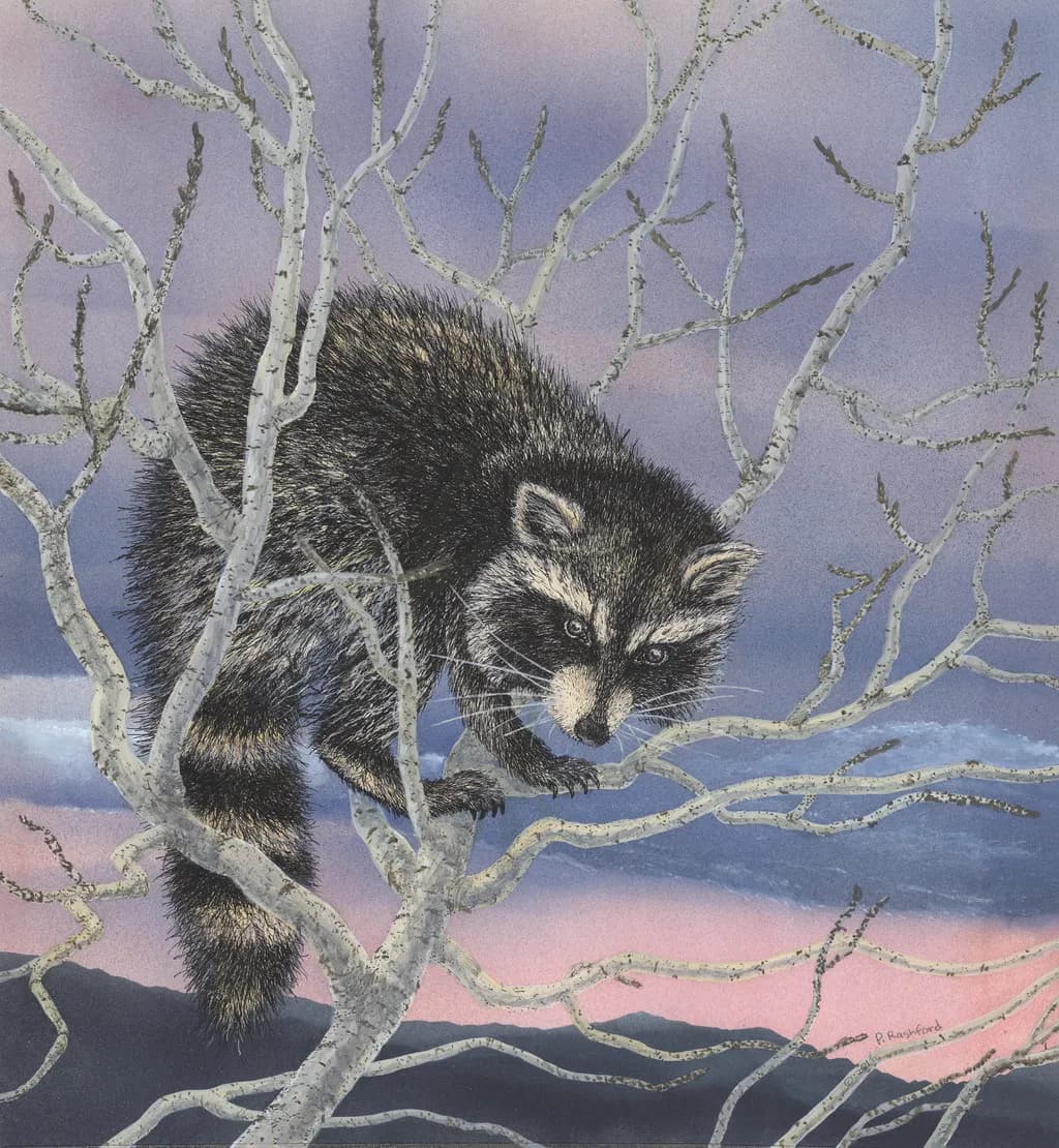 Raccoon