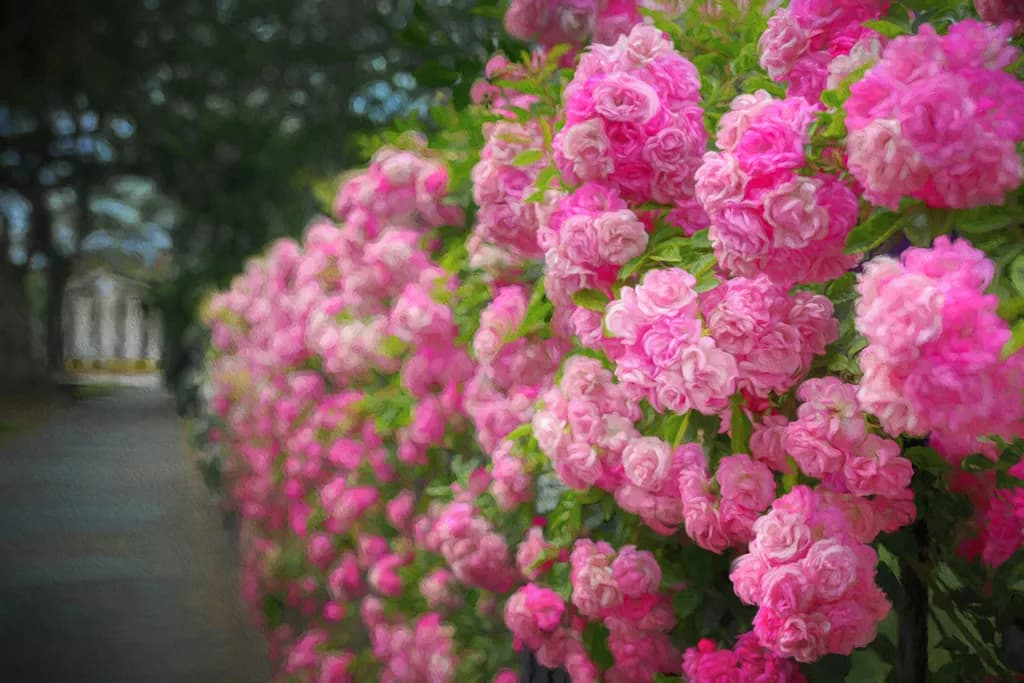 Time to Smell the Roses