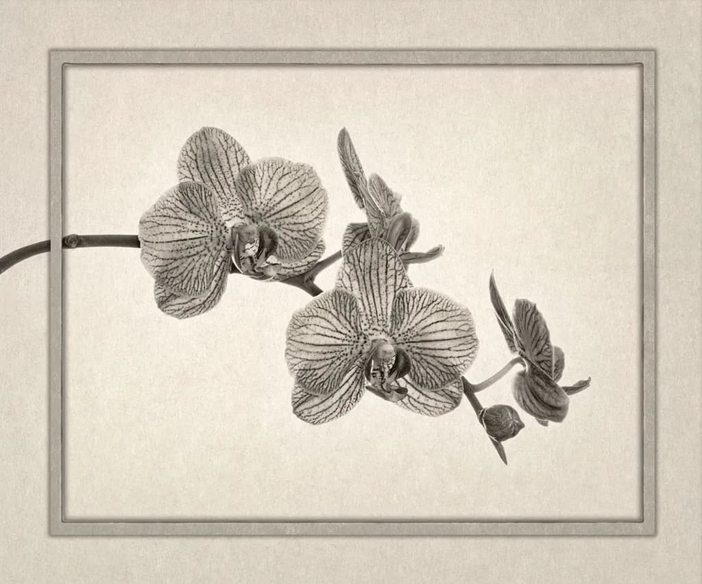 Orchid on Mat