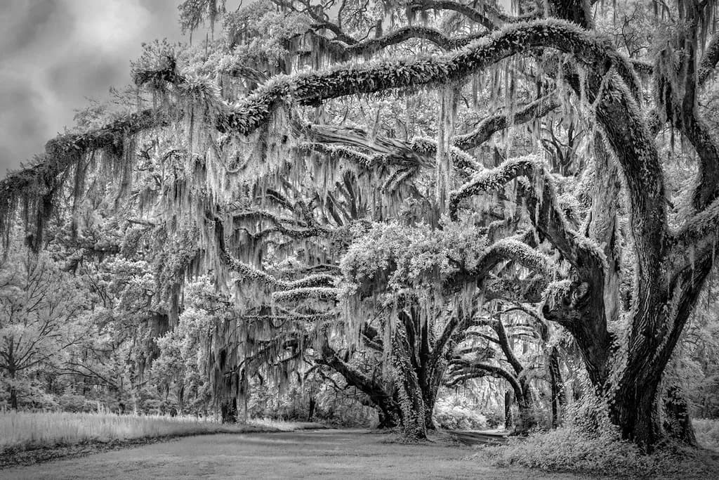 Survivors Trees