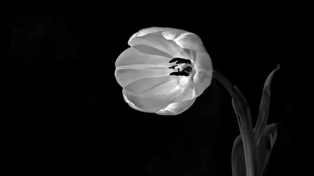 Whispers of Elegance: A Monochrome Tulip in Bloom