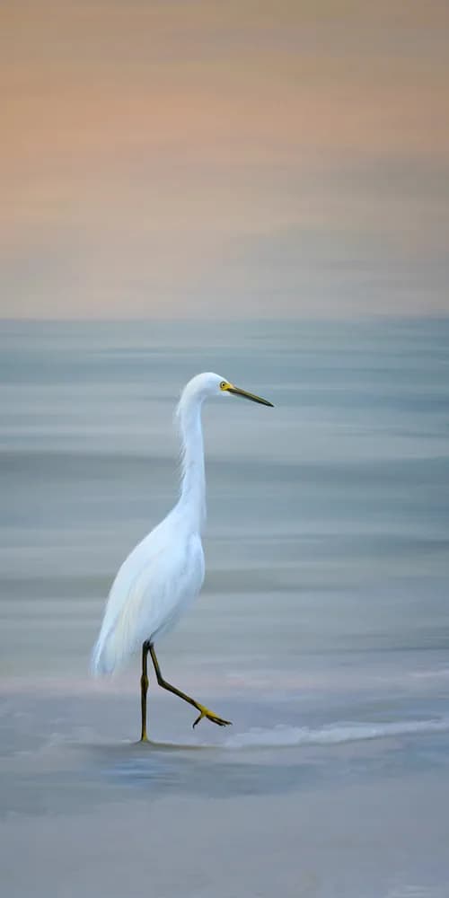 Serenity in Motion: A Snowy Egret's Graceful Walk Along the Shoreline