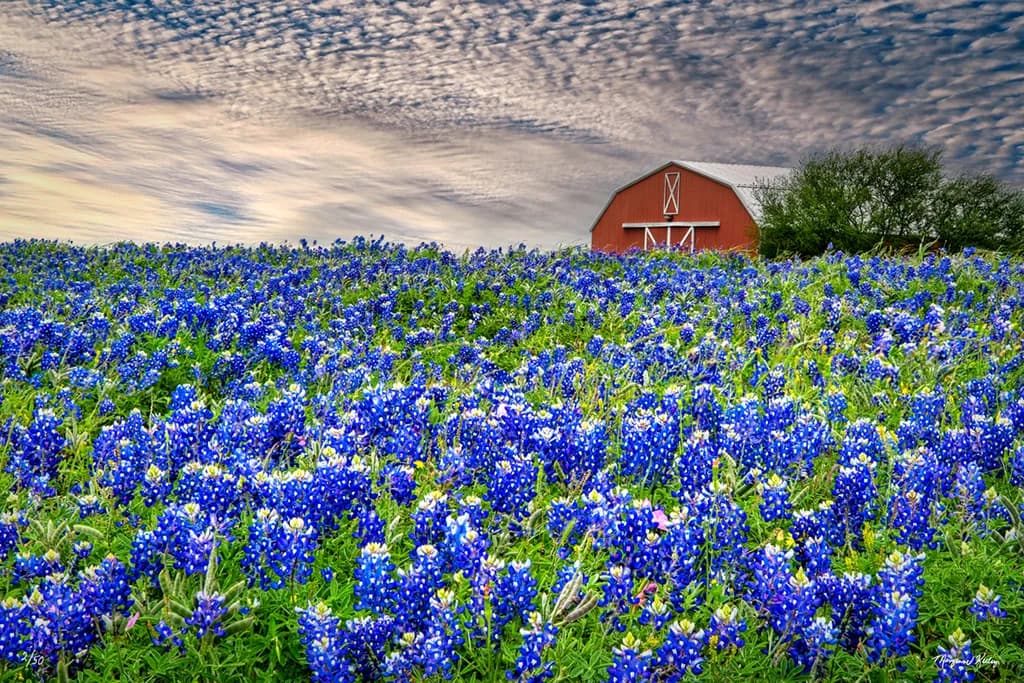 Whispers of Blue: A Serene Landscape of Bluebonnets and Barns Under a Dreamy Sky