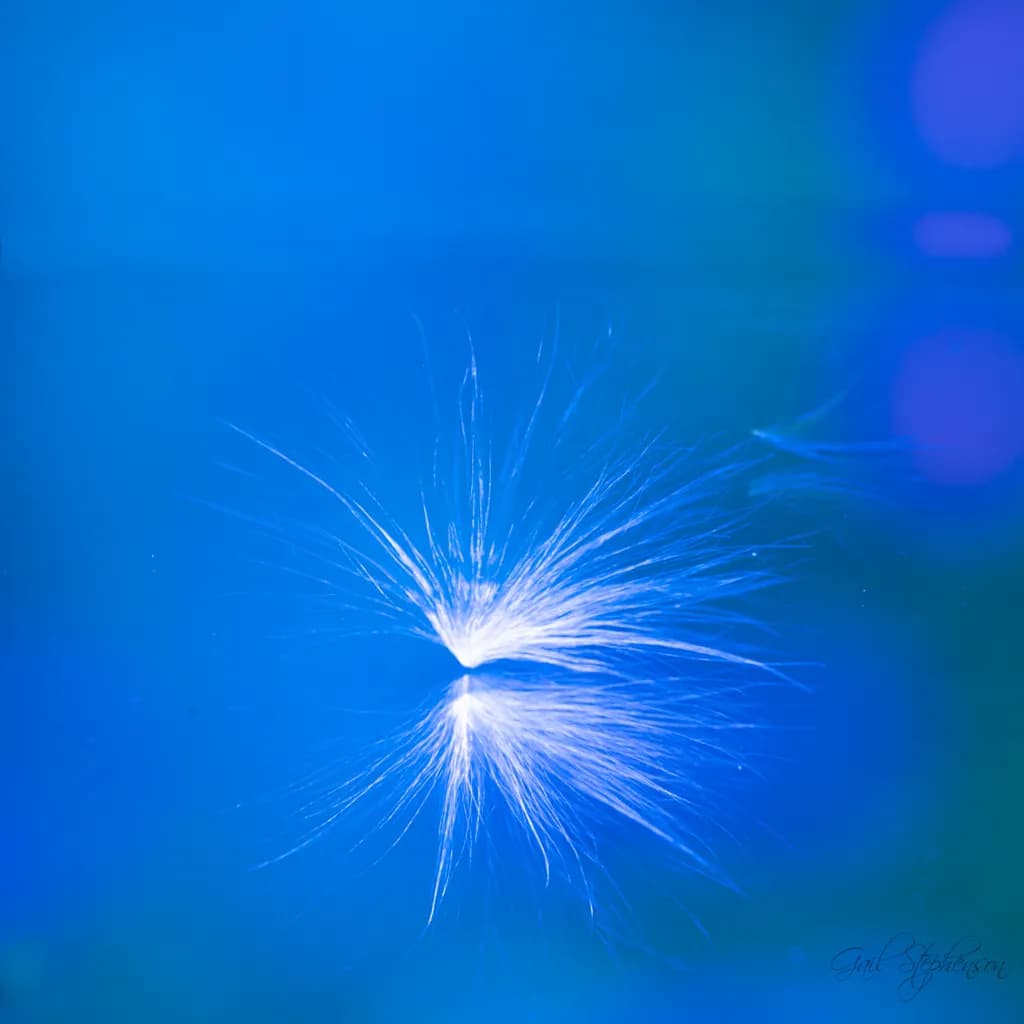 Milkweed Burst