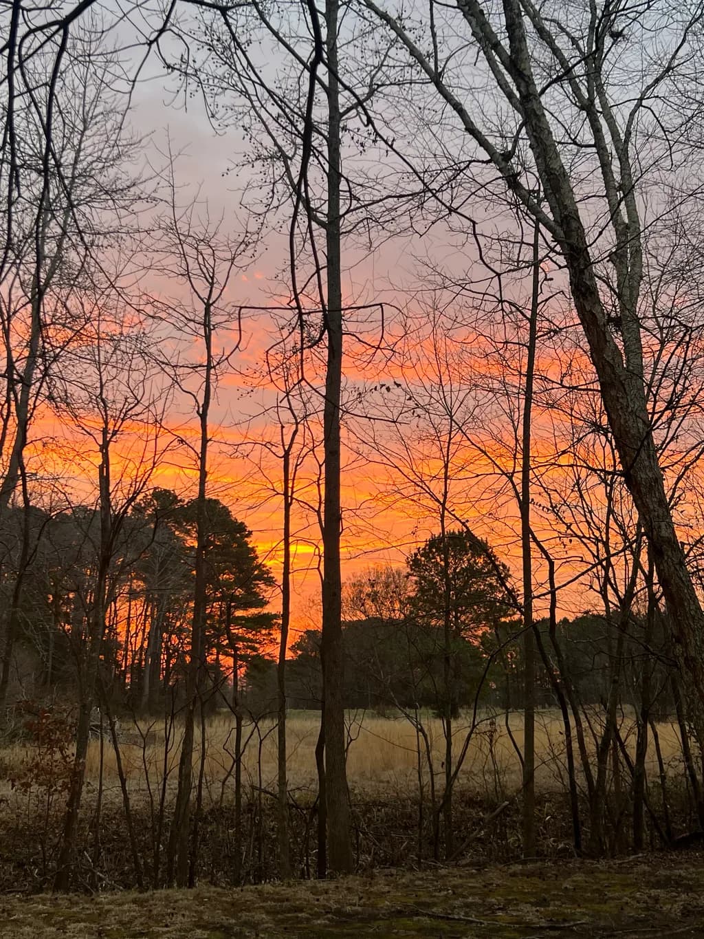 Sunrise Through Trees