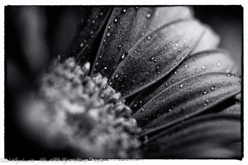 Dewed Petals