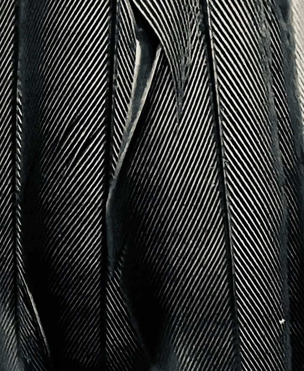 Monochrome Feathers