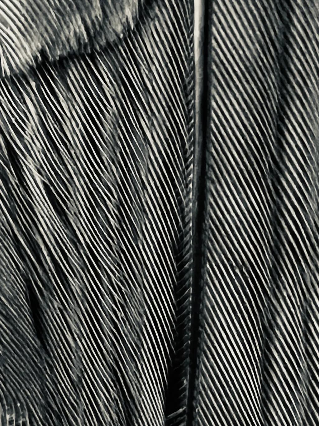 Monochrome Featherscape