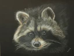 Midnight Raccoon