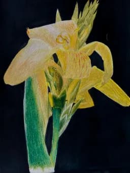 Golden Daffodil