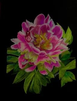 Peony Radiance
