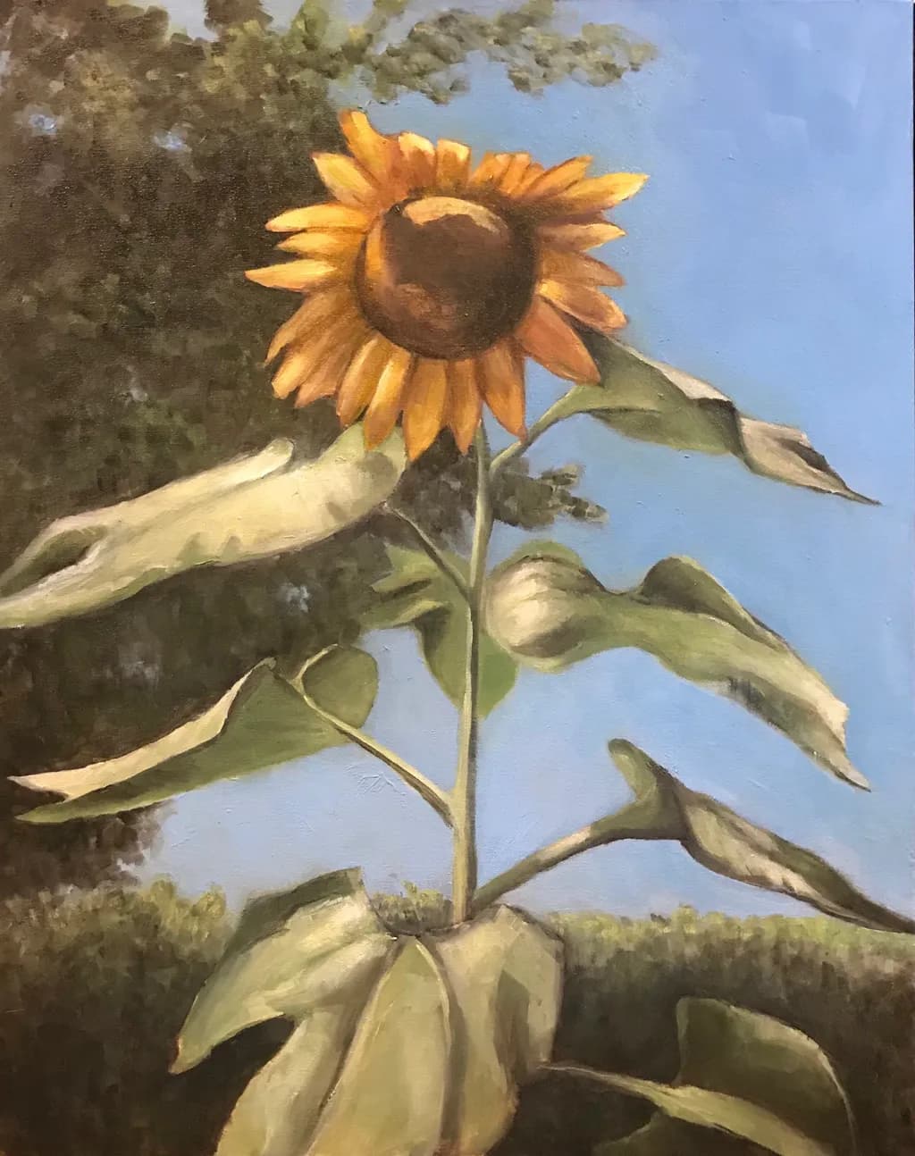 Sunflower in Bloom