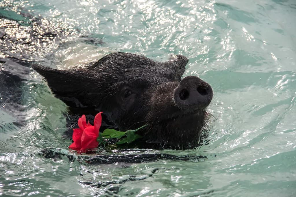 Whimsical Serenity: A Pig's Delightful Swim with a Rose
