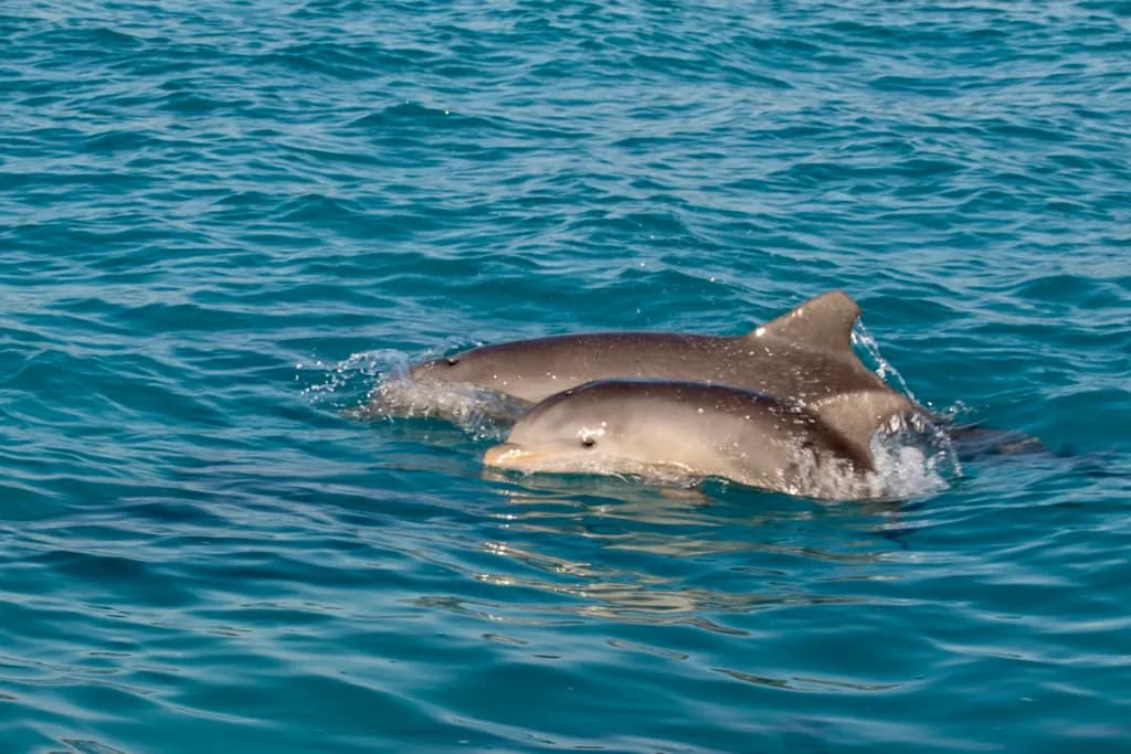 Dancing in the Deep: Playful Dolphins in Crystal Blue Waters