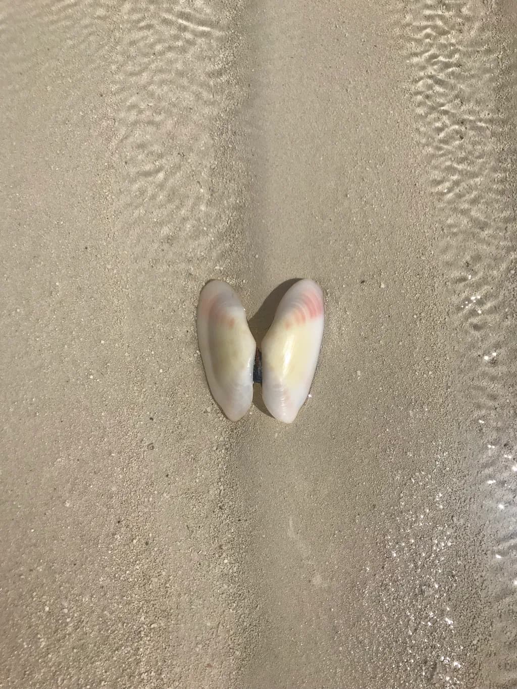 Whispers of the Shore: A Serene Encounter with Nature's Shells