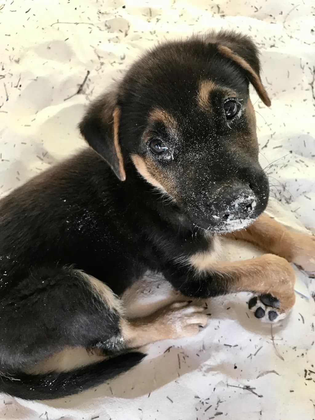 Whiskers and Wonder: A Playful Pup's Portrait in Nature's Embrace