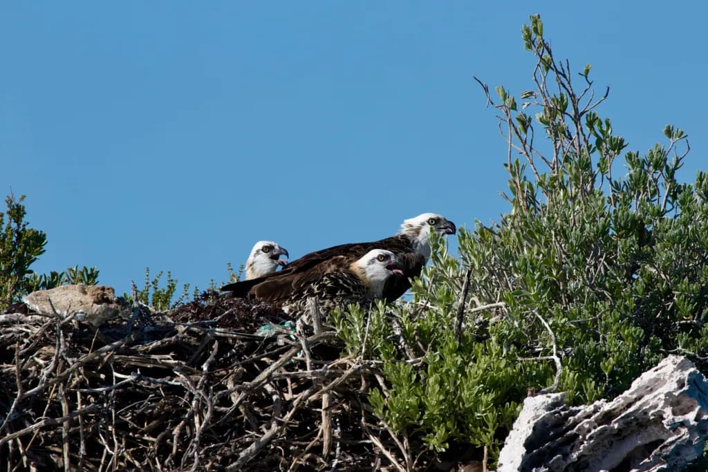 Nestled in Nature: A Glimpse into the Habitat of Majestic Birds Under the Sky