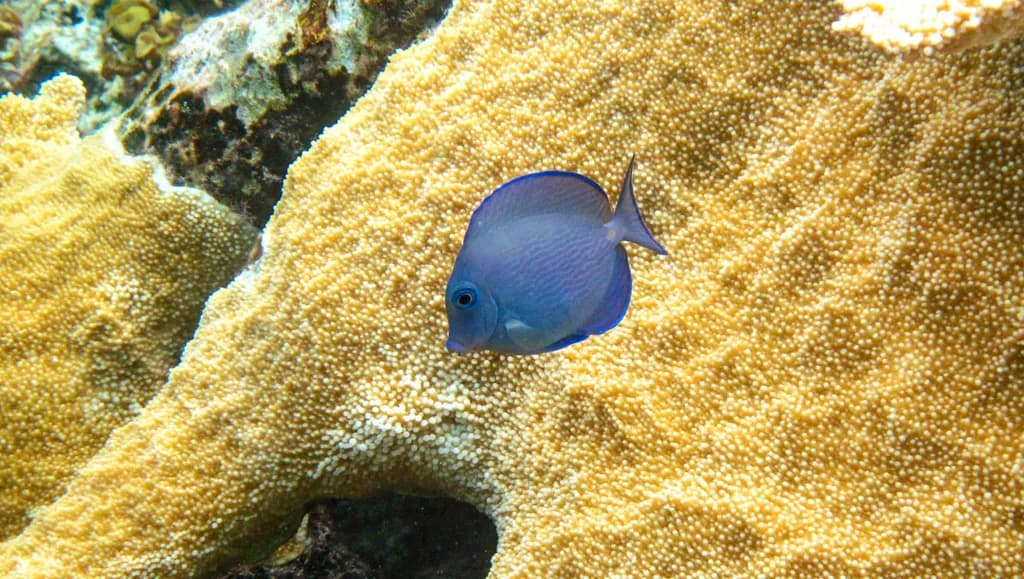 Vibrant Underwater Harmony: A Colorful Fish Amidst Coral Reefs