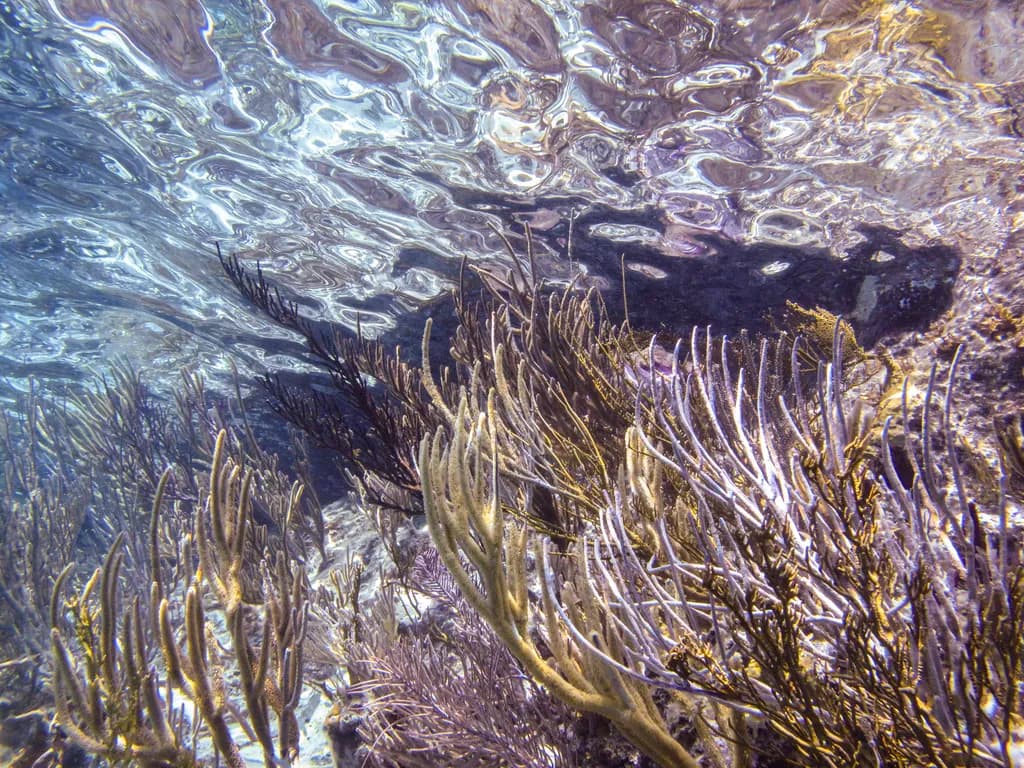 Underwater Symphony: A Dance of Coral and Light