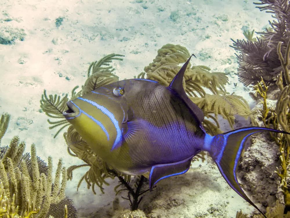 Vibrant Serenity: The Majestic Blue Tang in Coral Wonderland