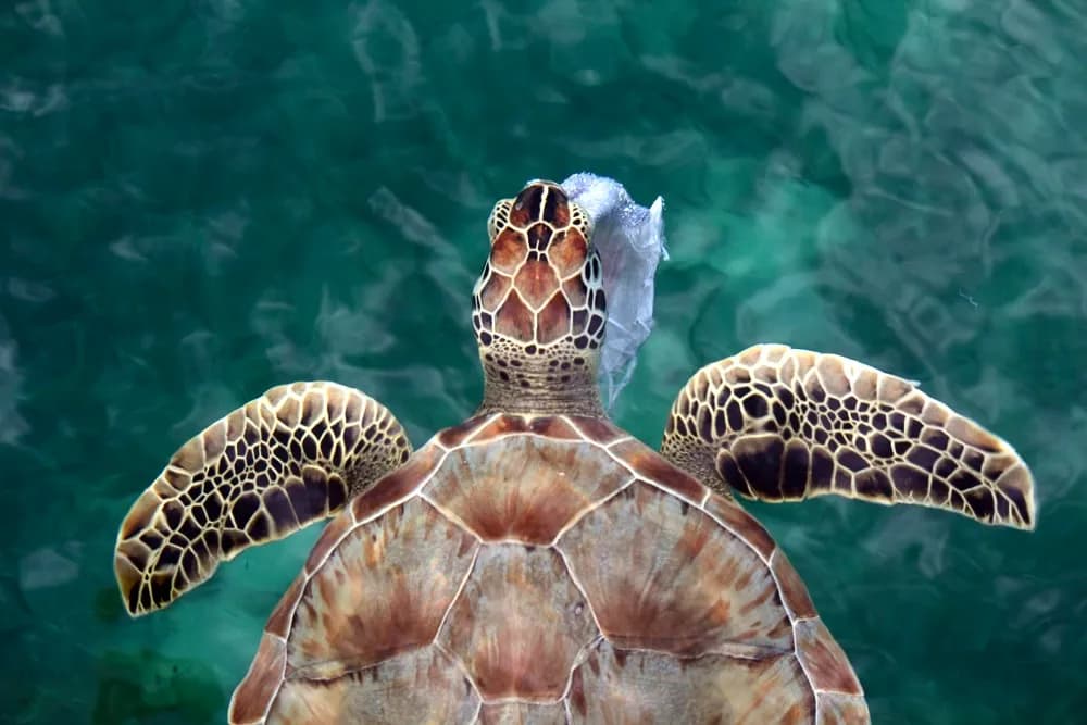 Serene Journey: A Majestic Turtle Gliding Through Crystal Waters