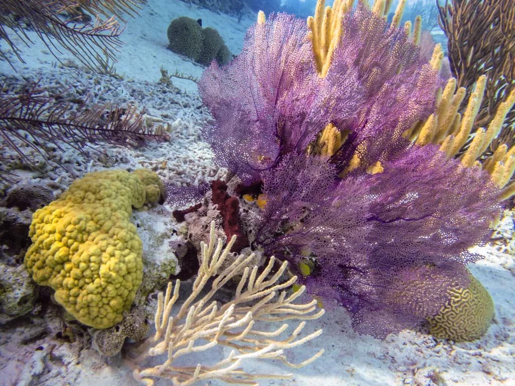 Vibrant Underwater Symphony: A Coral Reef's Colorful Dance